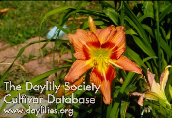 Daylily Taunting Tapestry